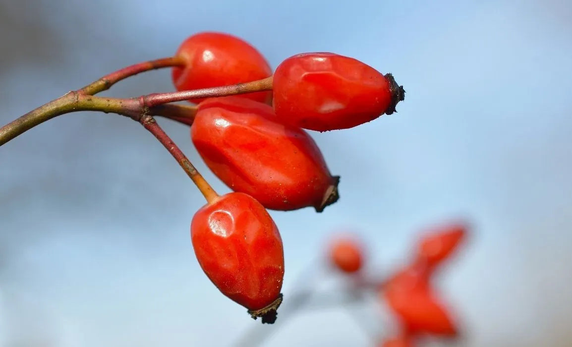 Rosa Canina Meaning and What it is