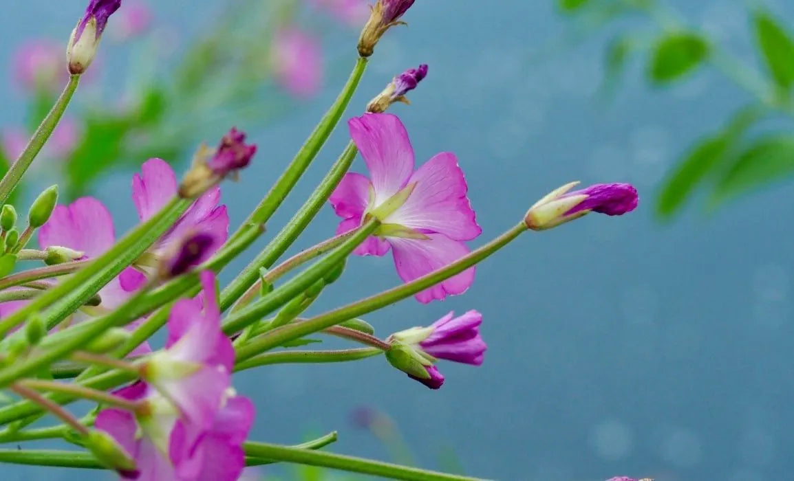 Willowherb Meaning and What it is